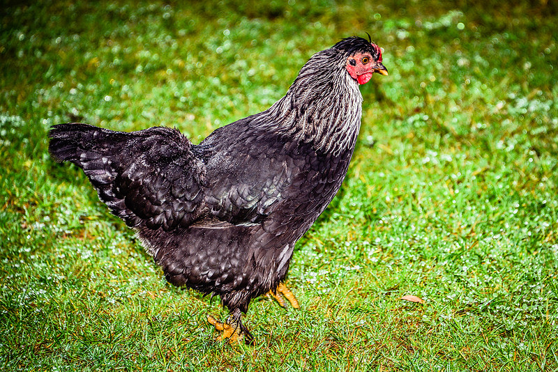 DSC_3012