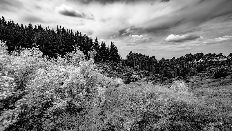 DSC_3786